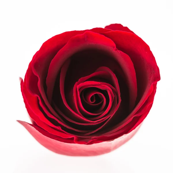 Rosa roja flor — Foto de Stock