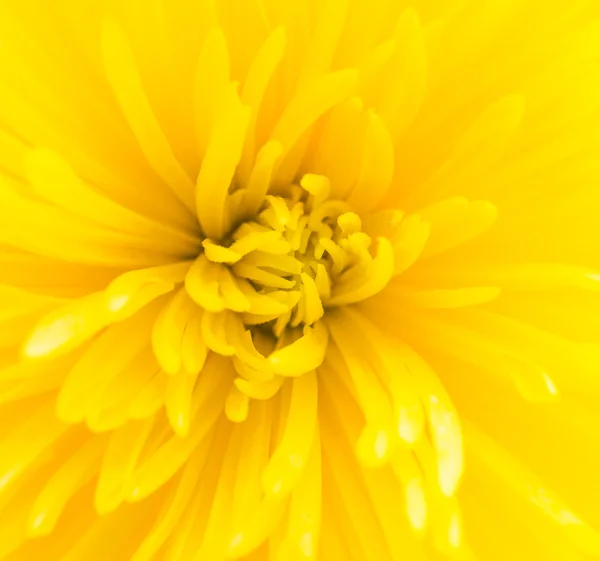 Textura de flor de crisântemo — Fotografia de Stock