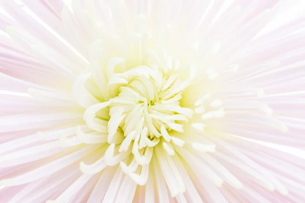 Chrysanthemum flower texture — Stock Photo, Image