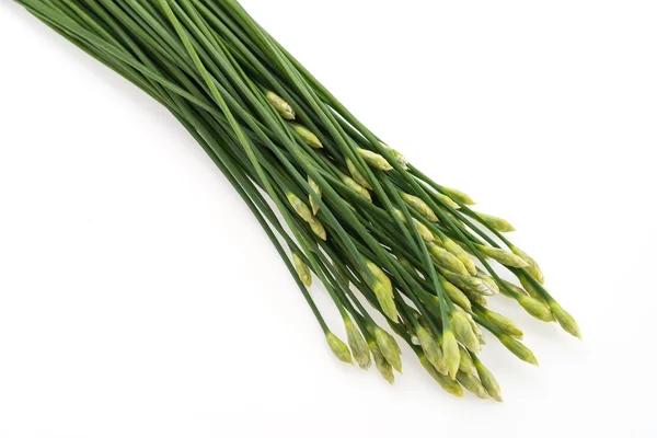 Fresh garlic chives — Stock Photo, Image