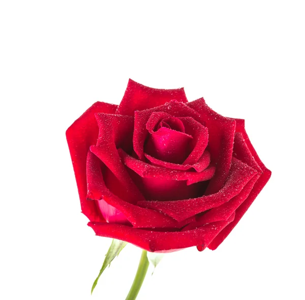 Red Rose flower Stock Image