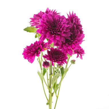 mor papatya çiçekleri