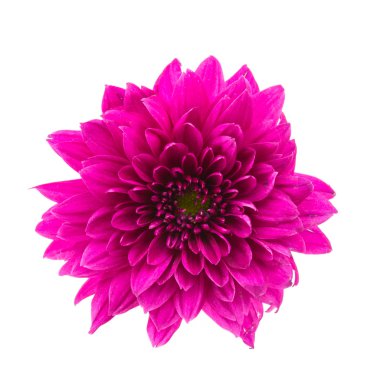 mor papatya çiçeği