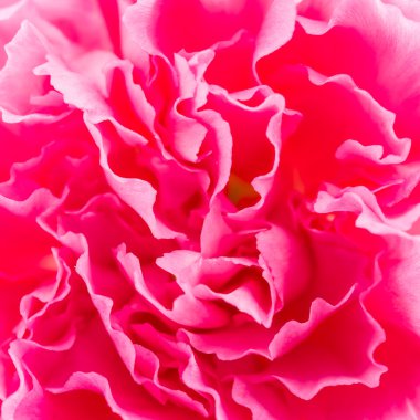 Pembe karanfil çiçeği.