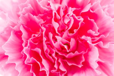 Pembe karanfil çiçeği.