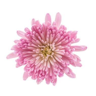 Pembe kasımpatı çiçeği