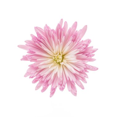 Pembe kasımpatı çiçeği