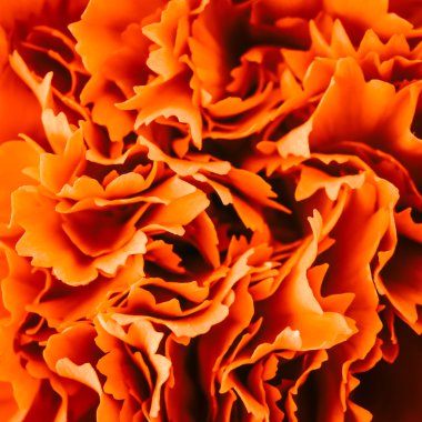 Karanfil çiçeği doku