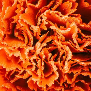 Karanfil çiçeği doku