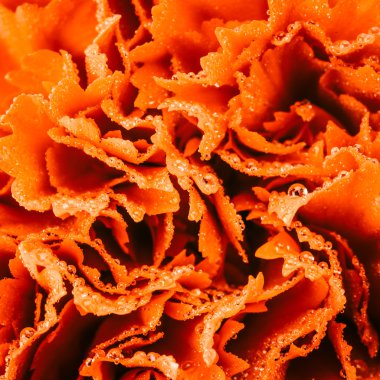 Karanfil çiçeği doku