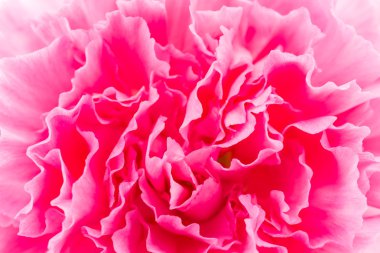 güzel pembe çiçek