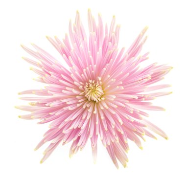 pembe gerbera çiçek