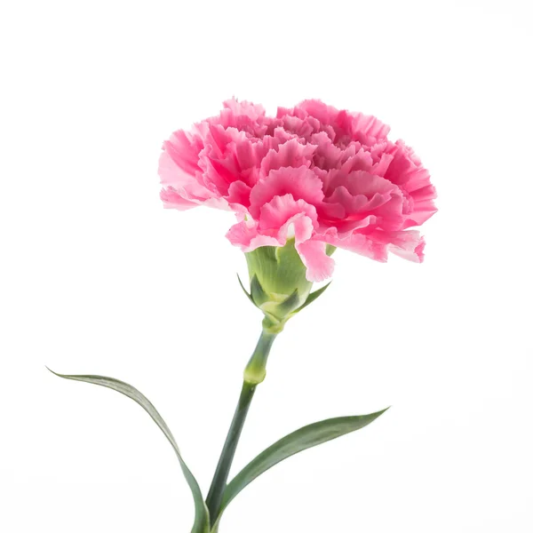 Garofano rosa fiore — Foto Stock