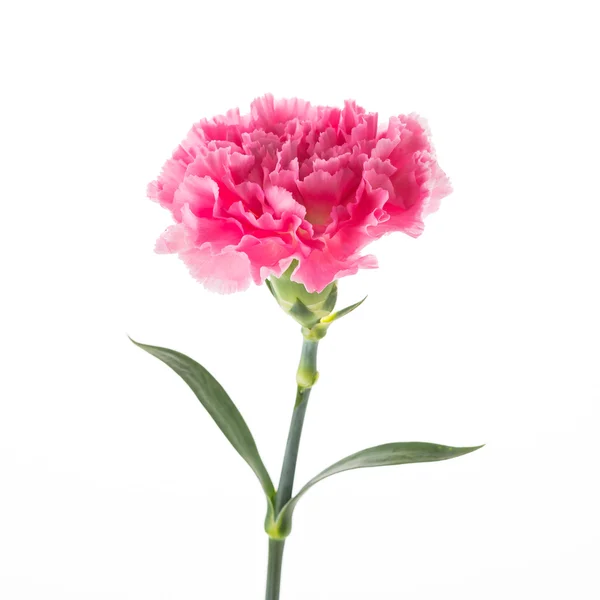 Garofano rosa fiore — Foto Stock