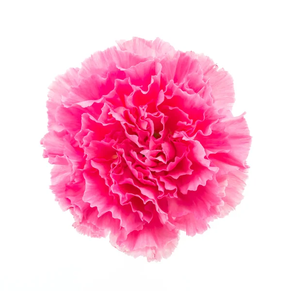 Garofano rosa fiore — Foto Stock