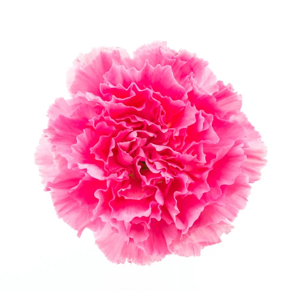 Garofano rosa fiore — Foto Stock