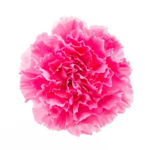 Pink carnation flower — Stock Photo, Image