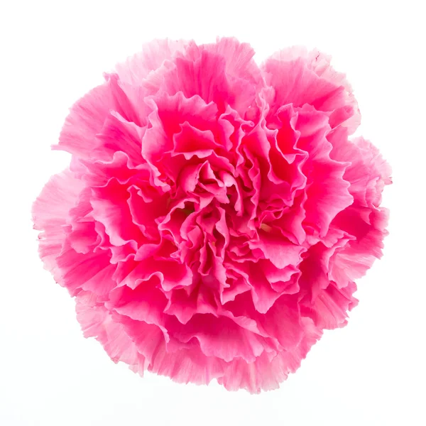 Pink carnation flower — Stock Photo, Image