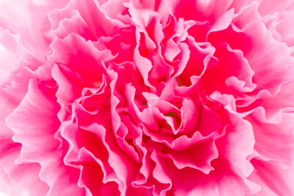 Rosafarbene Nelkenblüte — Stockfoto