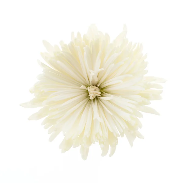 Bílá květy chryzantémy — Stock fotografie