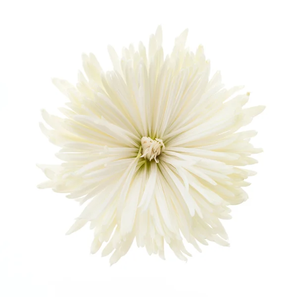 Witte chrysant bloem — Stockfoto