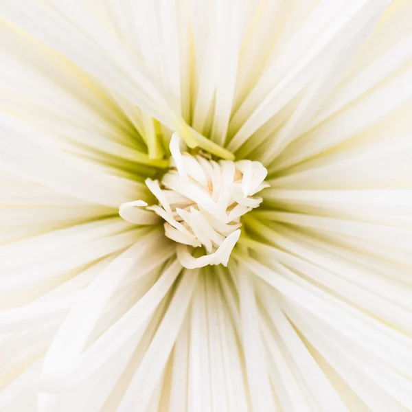 Flor de crisântemo branco — Fotografia de Stock