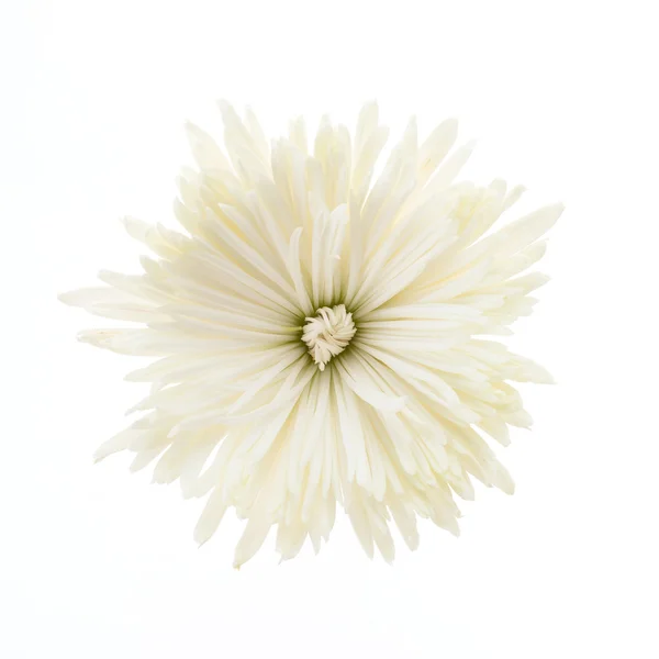 Witte chrysant bloem — Stockfoto