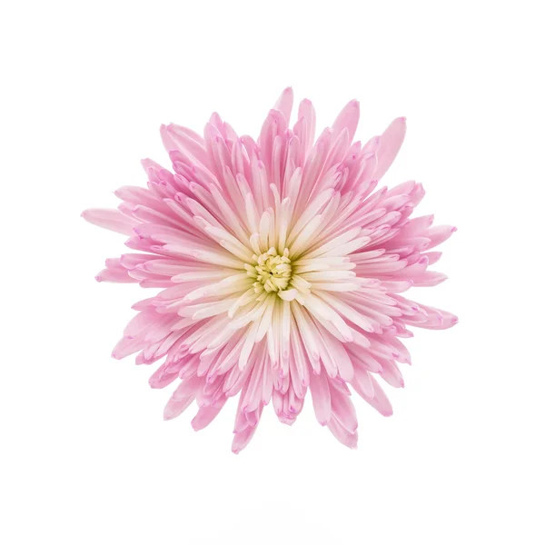 Розовый цветок хризантемы — стоковое фото