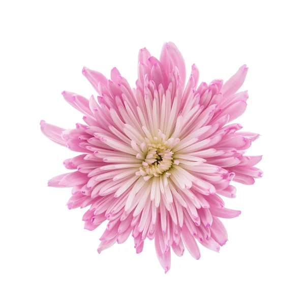 분홍빛 국화 꽃 — 스톡 사진