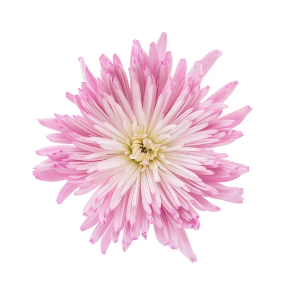 Flor de crisantemo rosa — Foto de Stock