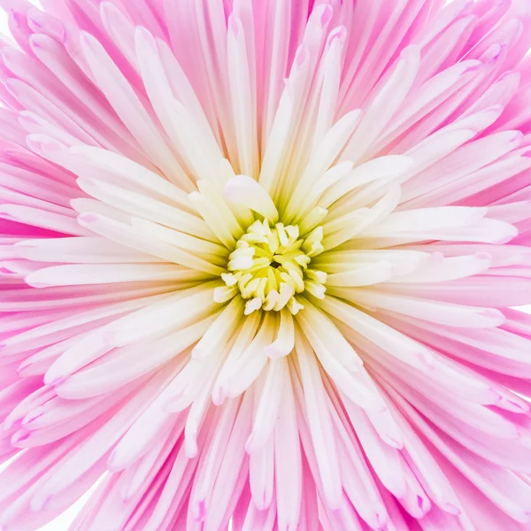 Pink chrysanthemum flower — Stock Photo, Image