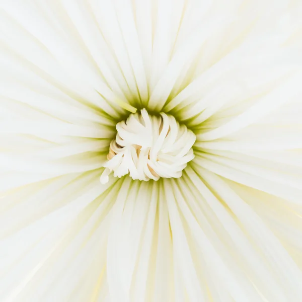 Flor de crisantemo blanco —  Fotos de Stock