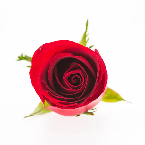 Rote Rosenblüte — Stockfoto