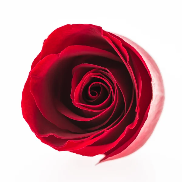 Rosa roja flor — Foto de Stock