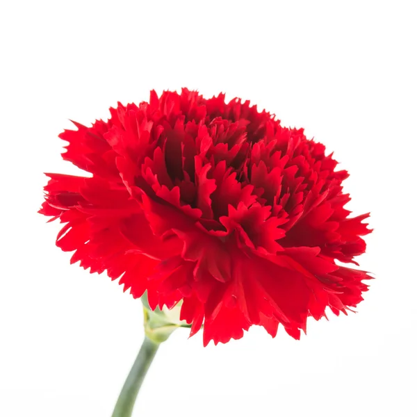 Rode carnation bloem — Stockfoto