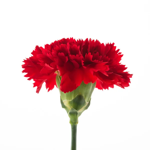 Flor de cravo vermelho — Fotografia de Stock