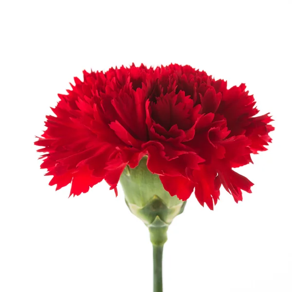 Röd nejlika blomma — Stockfoto