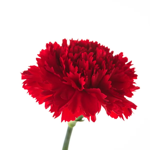 Czerwony kwiat goździka — Zdjęcie stockowe