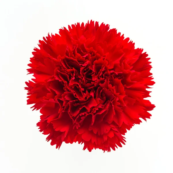 Fiore garofano rosso — Foto Stock