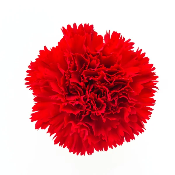 Fiore garofano rosso — Foto Stock