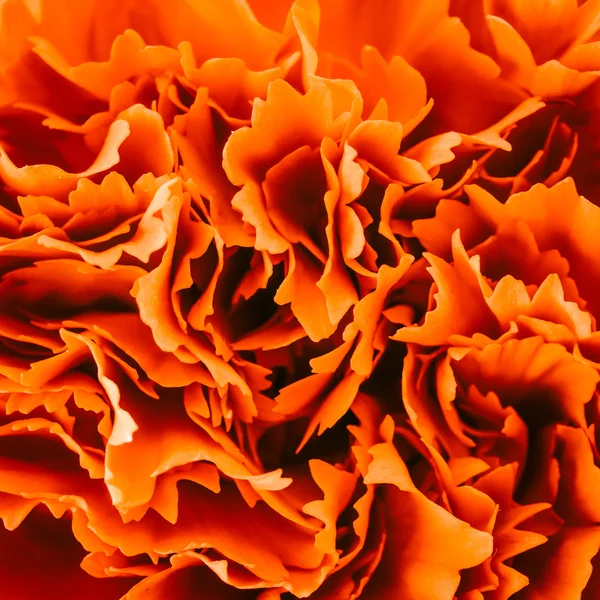 Textur der Nelkenblüte — Stockfoto