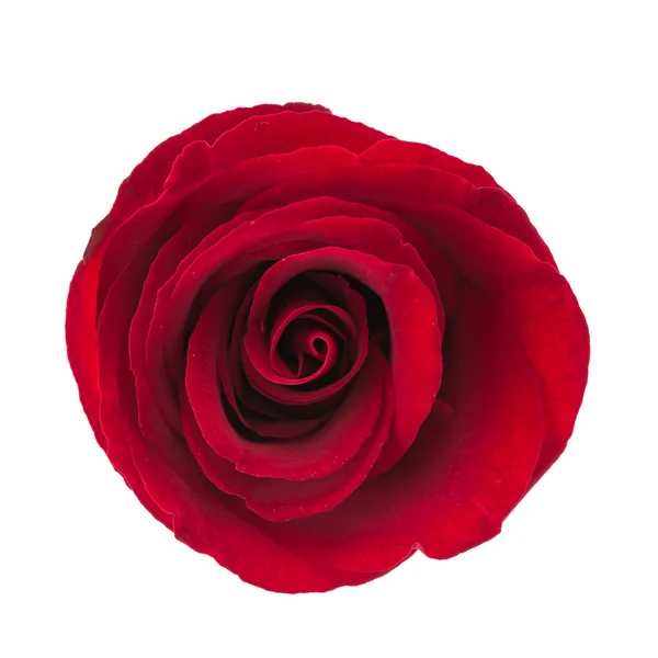 赤いバラの花 — ストック写真