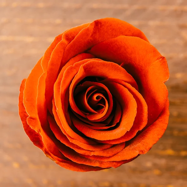 Schöne Rosenblüte — Stockfoto