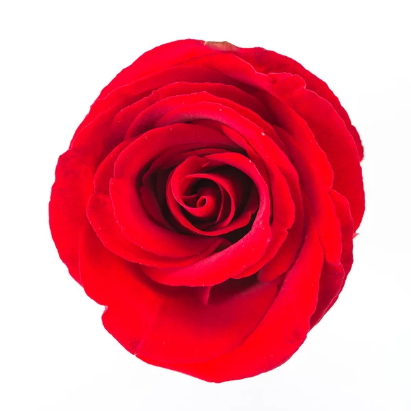 Rosa roja flor — Foto de Stock