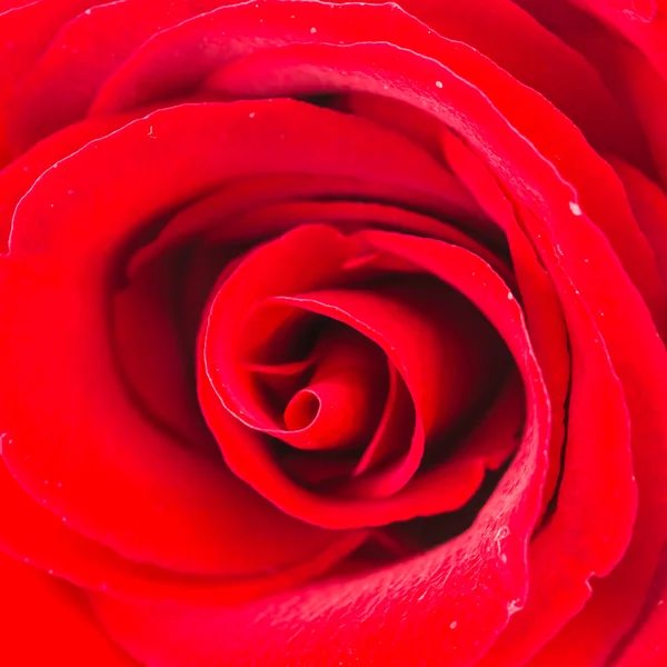 Red rose flower — Stock Photo, Image