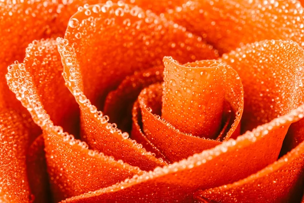 Hermosa flor de rosa —  Fotos de Stock