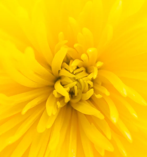 아름 다운 노란 꽃 — 스톡 사진