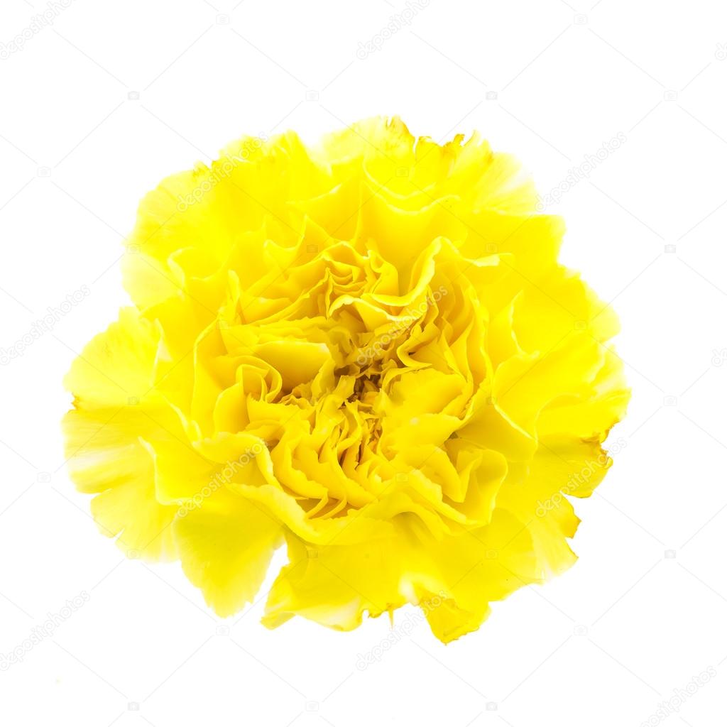 Yellow carnation flower Stock Photo by ©mrsiraphol 61005447