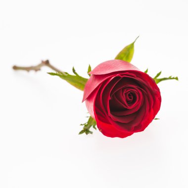 kırmızı gül çiçek