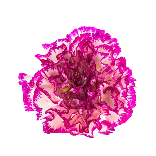 Garofano rosa fiore — Foto Stock